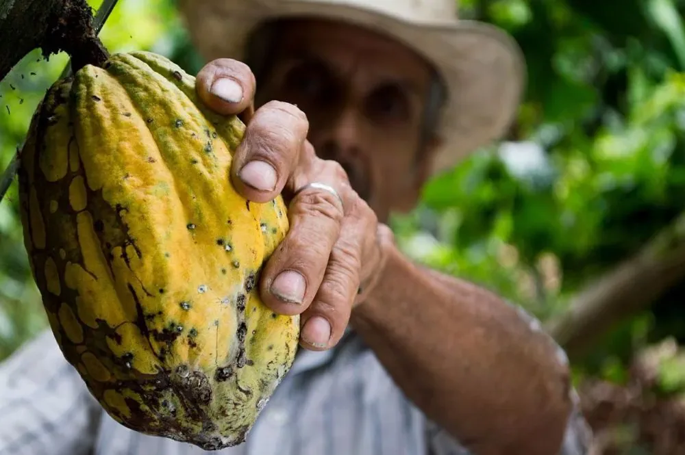 Secrets of Cacao with Mandala Chocolate: A Journey to Wellness