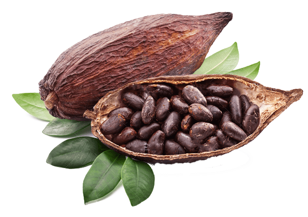 Cacao Butter