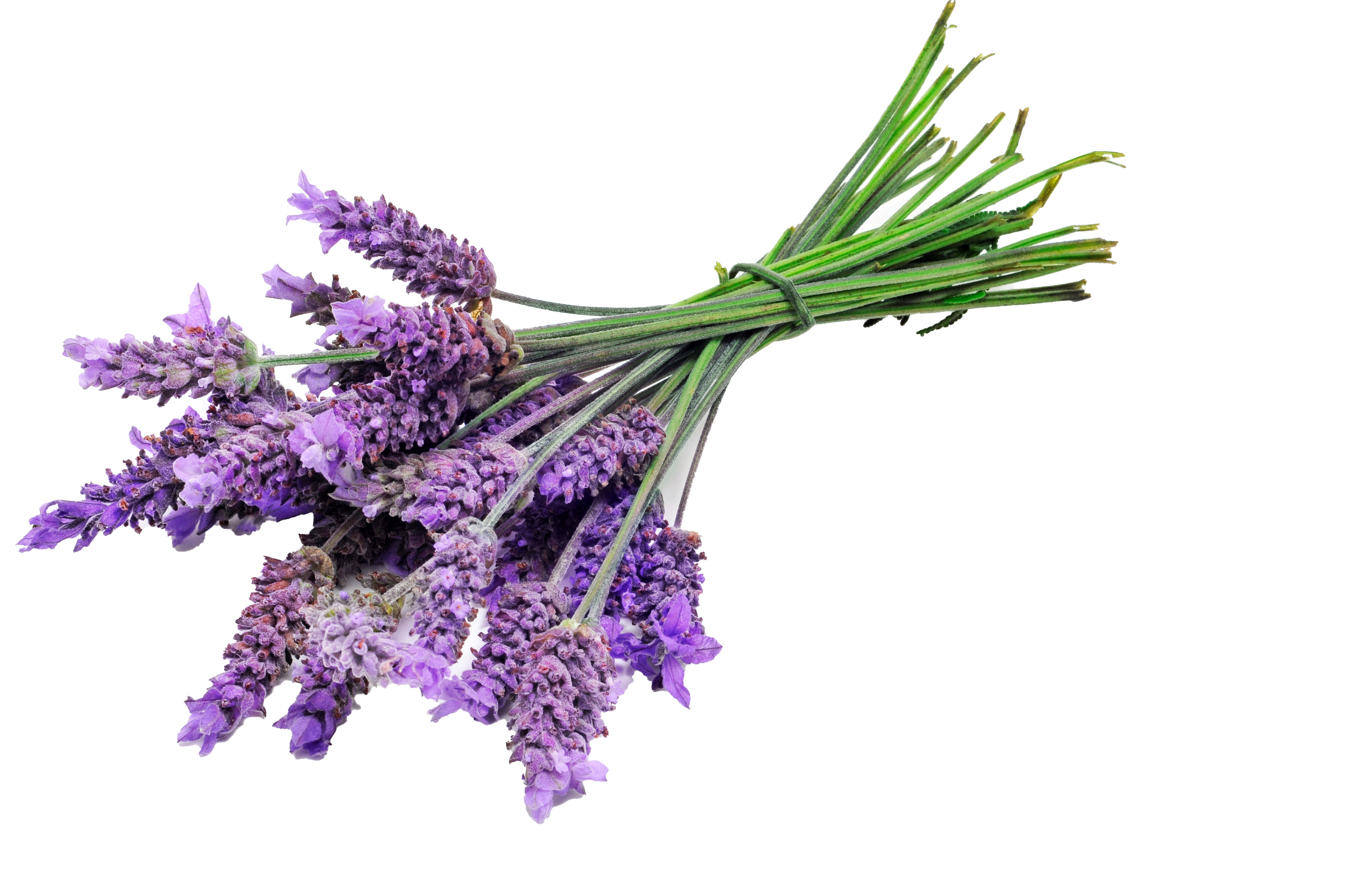 Lavender Oil