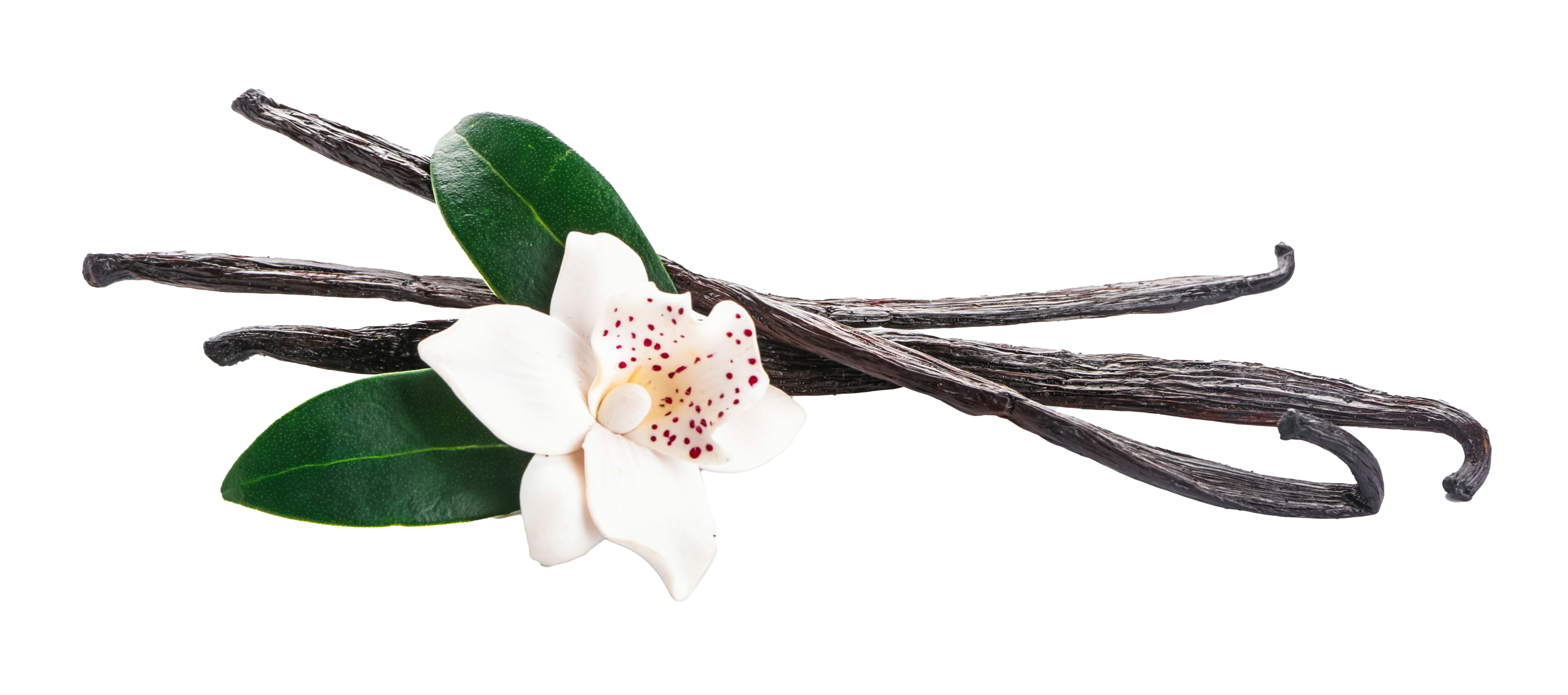 Vanilla