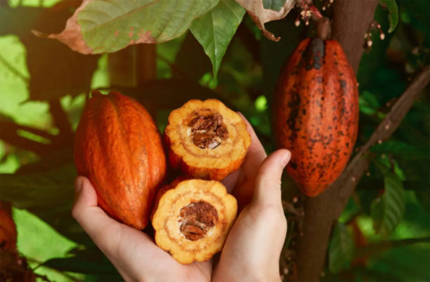 Cacao Pods Fresh From Tree